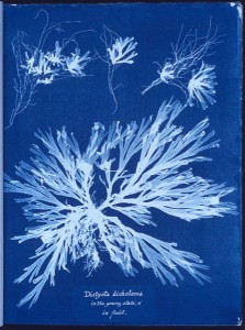 Anna Atkins - Algi brytyjskie,1848-49